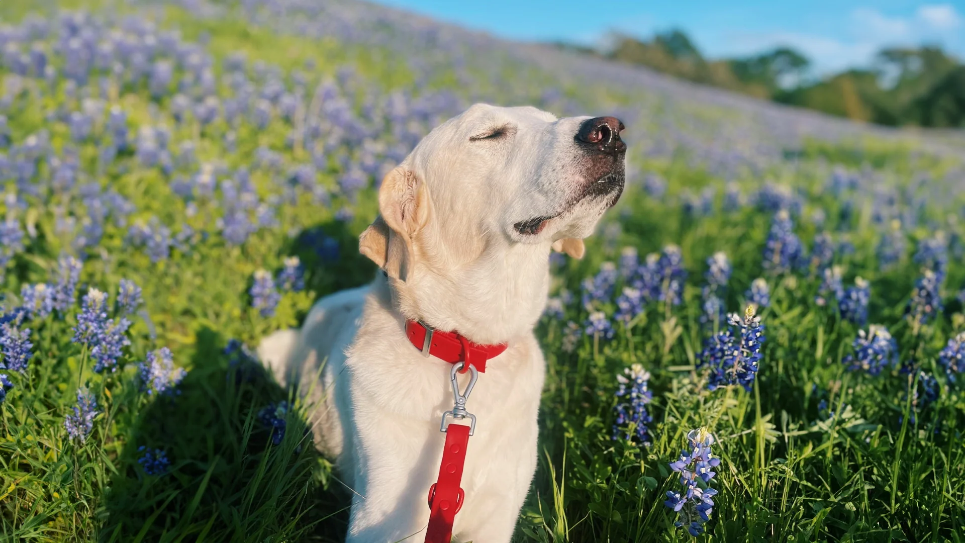 Healthy Pet Supplies Delivered Fast